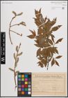 Foto von Salix daphnoides Vill.